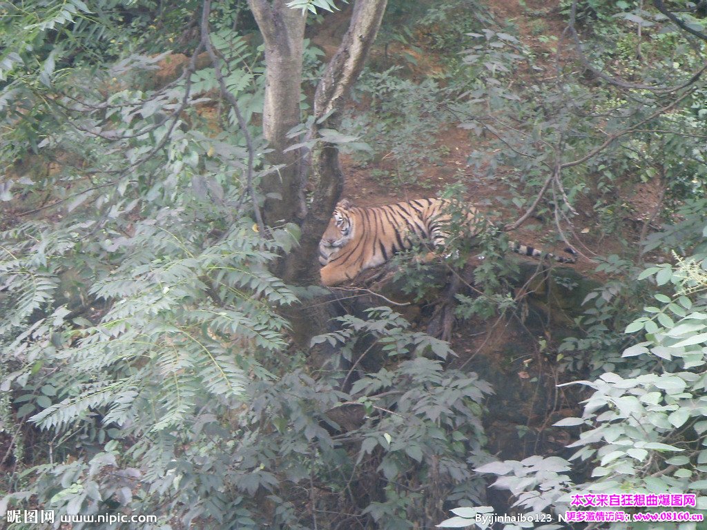 野生华南虎最新消息，2016年华南虎数量