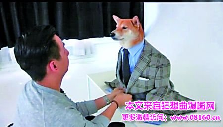 男装犬模，这狗狗要成精了