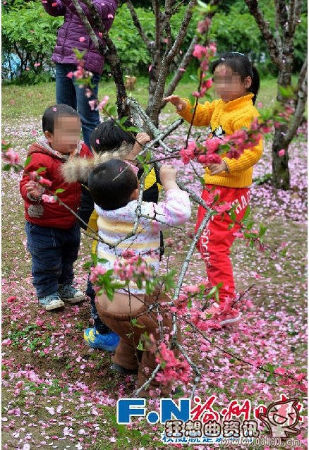 关于游客落花雨拍照的行为你怎么看？为了拍照竟狂摇桃花树