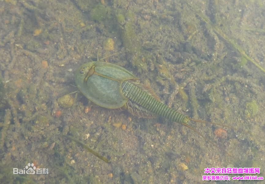 农田现两稀有物种系恐龙时代生物（组图）