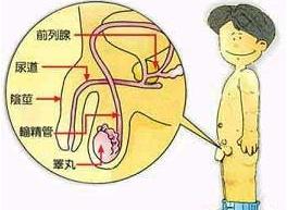 乐嘉蛋碎始末，男人如何呵护好自己的“蛋蛋”？