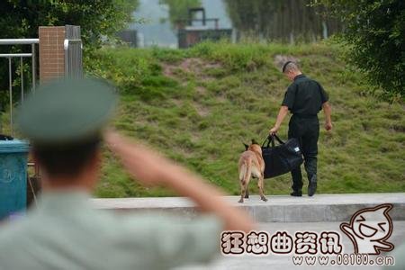 老兵退伍警犬不放，国外老兵收养退役军犬再续前缘！