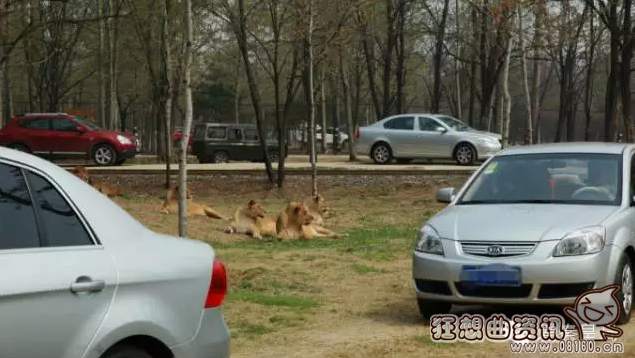 动物园游客被老虎吃掉，女游客被老虎咬死图