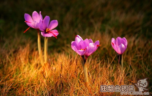 西红花和藏红花的区别，如何辨别藏红花真假大盘点