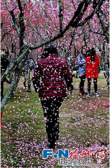 关于游客落花雨拍照的行为你怎么看？为了拍照竟狂摇桃花树