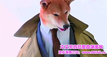 男装犬模，这狗狗要成精了