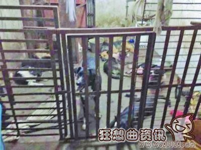 两偷狗贼头挂死狗示众10小时，该如何惩治偷狗贼？