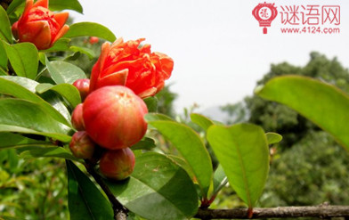 题张十一旅舍三咏榴花赏析