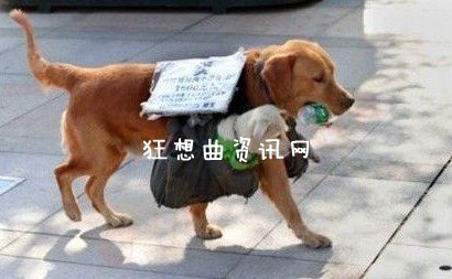 狗狗卖娃：广州西湾路街头2013感人一幕狗狗卖娃帮主人