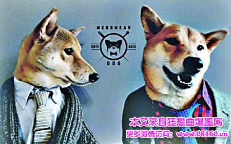 男装犬模，这狗狗要成精了