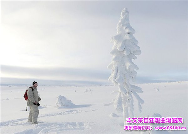 湖北十堰现“树坚强”，最古老的树解密！