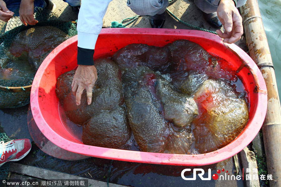 浙江鱼塘现不明水生物，中国水质污染情况严重