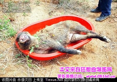 关于猎狗咬野猪的图片，180斤藏獒咬死野猪图