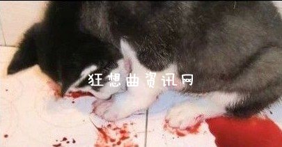 贴吧虐狗女侠：贴吧虐狗女侠丧心病狂 网友痛批谴责