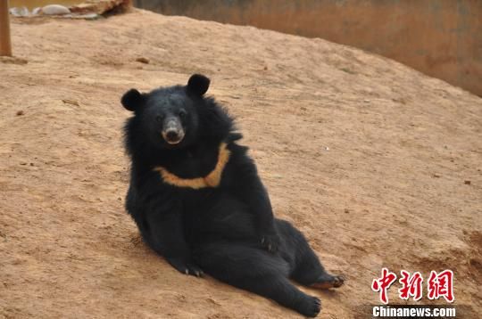 养宠物狗居然发现是黑熊，黑熊是国家几级保护动物