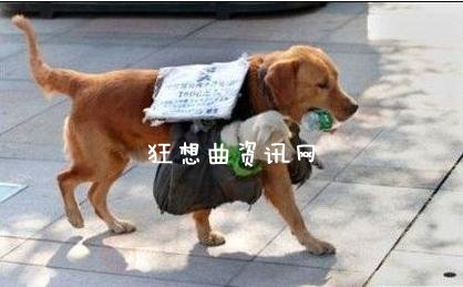 【狗狗卖娃】狗狗为什么卖娃？狗狗卖娃原因揭秘