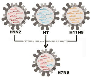 h7n9病毒已变异感染人图片,为什么把这种流感病毒命名为h7n9