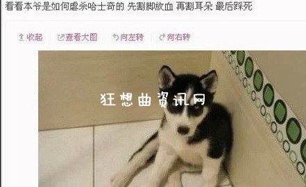 贴吧虐狗女侠：贴吧虐狗女侠丧心病狂 网友痛批谴责