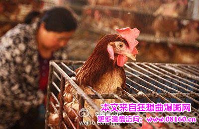 禽流感最新消息2014,h5n6禽流感最新消息