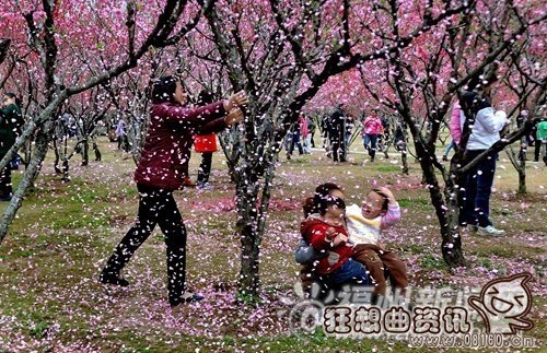 关于游客落花雨拍照的行为你怎么看？为了拍照竟狂摇桃花树