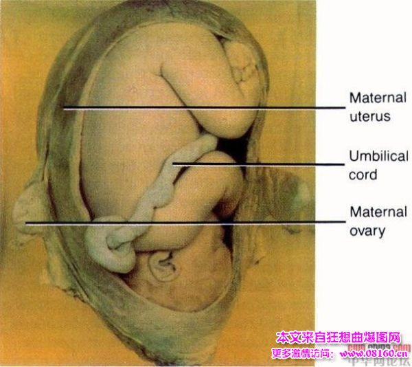 活ufo外星人真实录像 最新，活ufo外星人真实录像