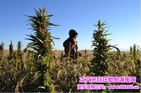 大麻中国为什么不合法,大麻和海洛因的区别