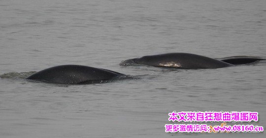 中国最大淡水湖鄱阳湖，湖北现20头江豚戏水