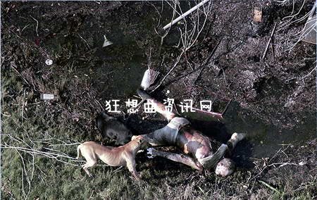 朝鲜张成泽死后被喂狗，朝鲜张成泽被狗咬照片