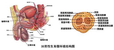 乐嘉睾丸破碎还好用吗？睾丸损伤会造成什么影响？