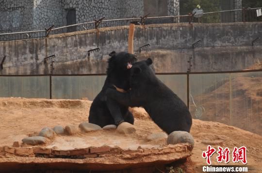 养宠物狗居然发现是黑熊，黑熊是国家几级保护动物