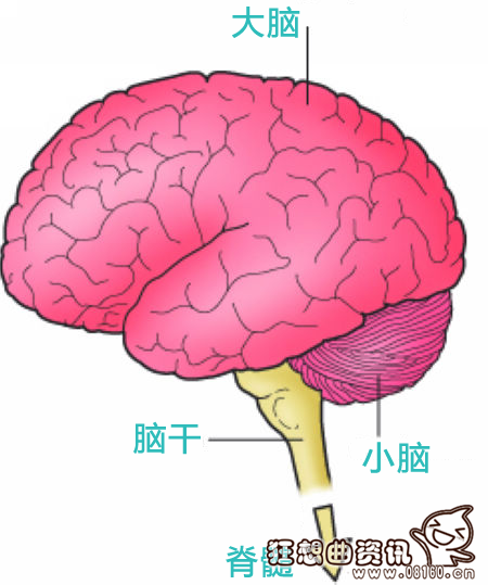 脑死亡是不是已经死了？脑死亡的诊断标准2016年最新