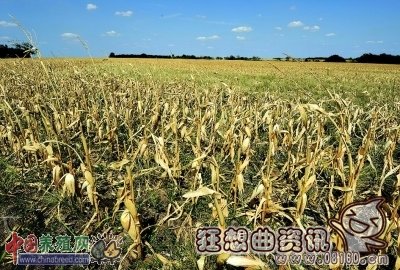 中国粮食危机全面爆发，中国大多数粮食进口引关注