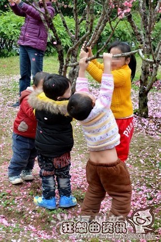 关于游客落花雨拍照的行为你怎么看？为了拍照竟狂摇桃花树