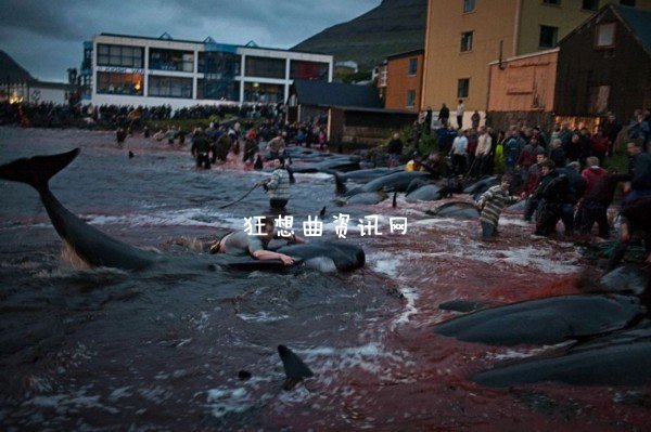 血染海湾：丹麦属地法罗群岛杀鲸鱼血染海湾习俗图片