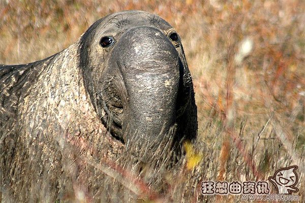 南极海豹和北极海豹的区别，揭秘海豹与气候变化