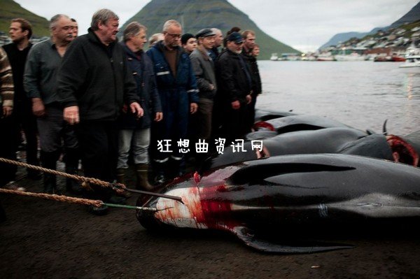 血染海湾：丹麦属地法罗群岛杀鲸鱼血染海湾习俗图片