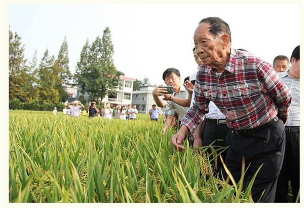 袁隆平水稻亩产能达到多少斤？袁隆平为研究水稻不惜卸职缺席两会！