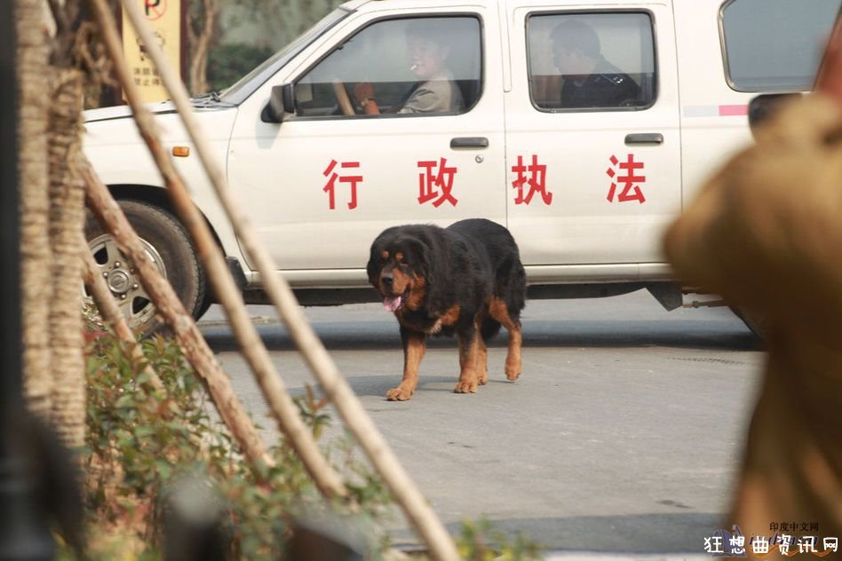 郑州西区九龙城小区藏獒咬人城管对峙特警开枪打死现场图片